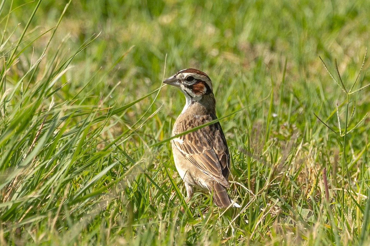 Lark Sparrow - ML638081287