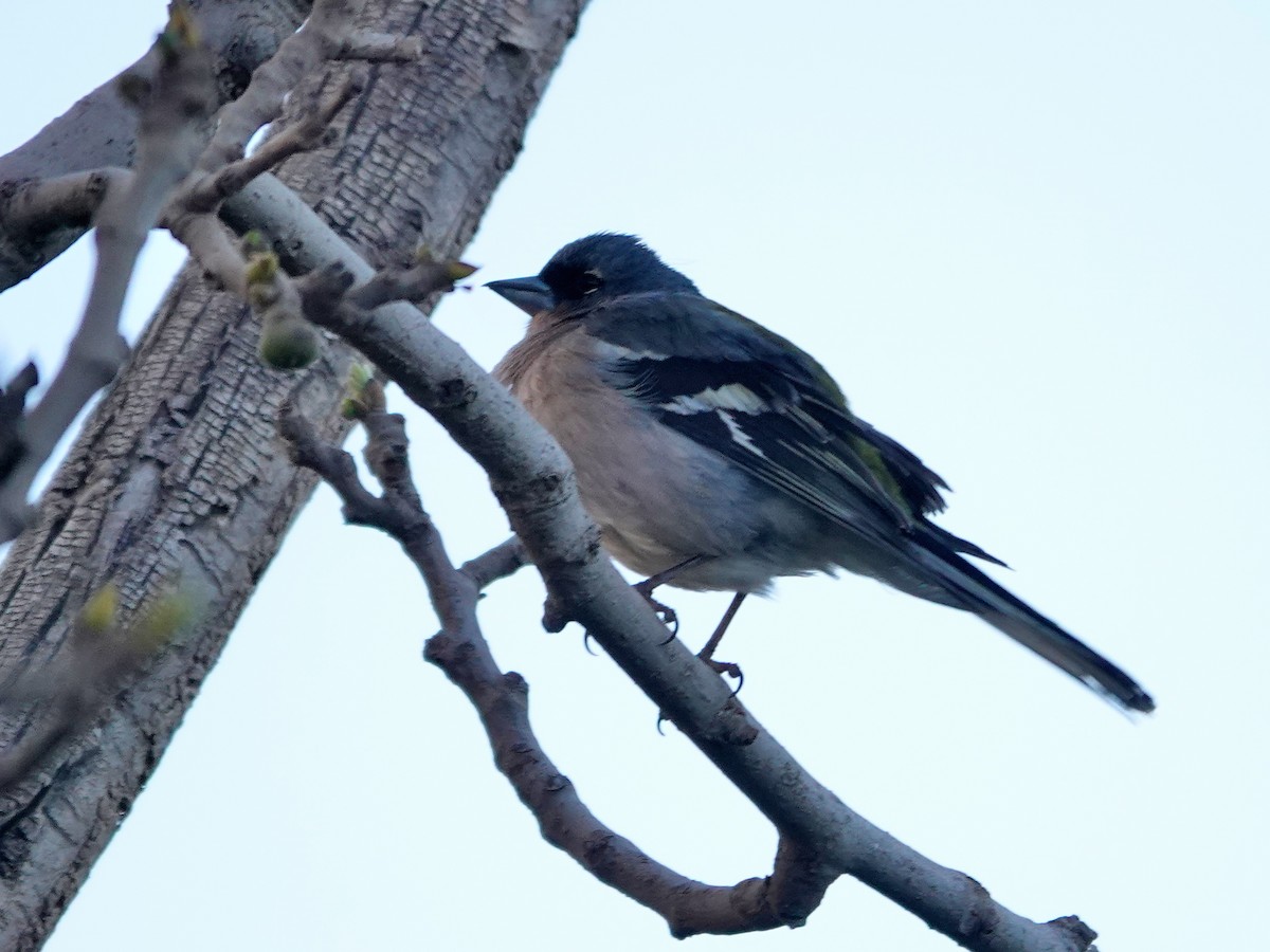 African Chaffinch - ML638081294