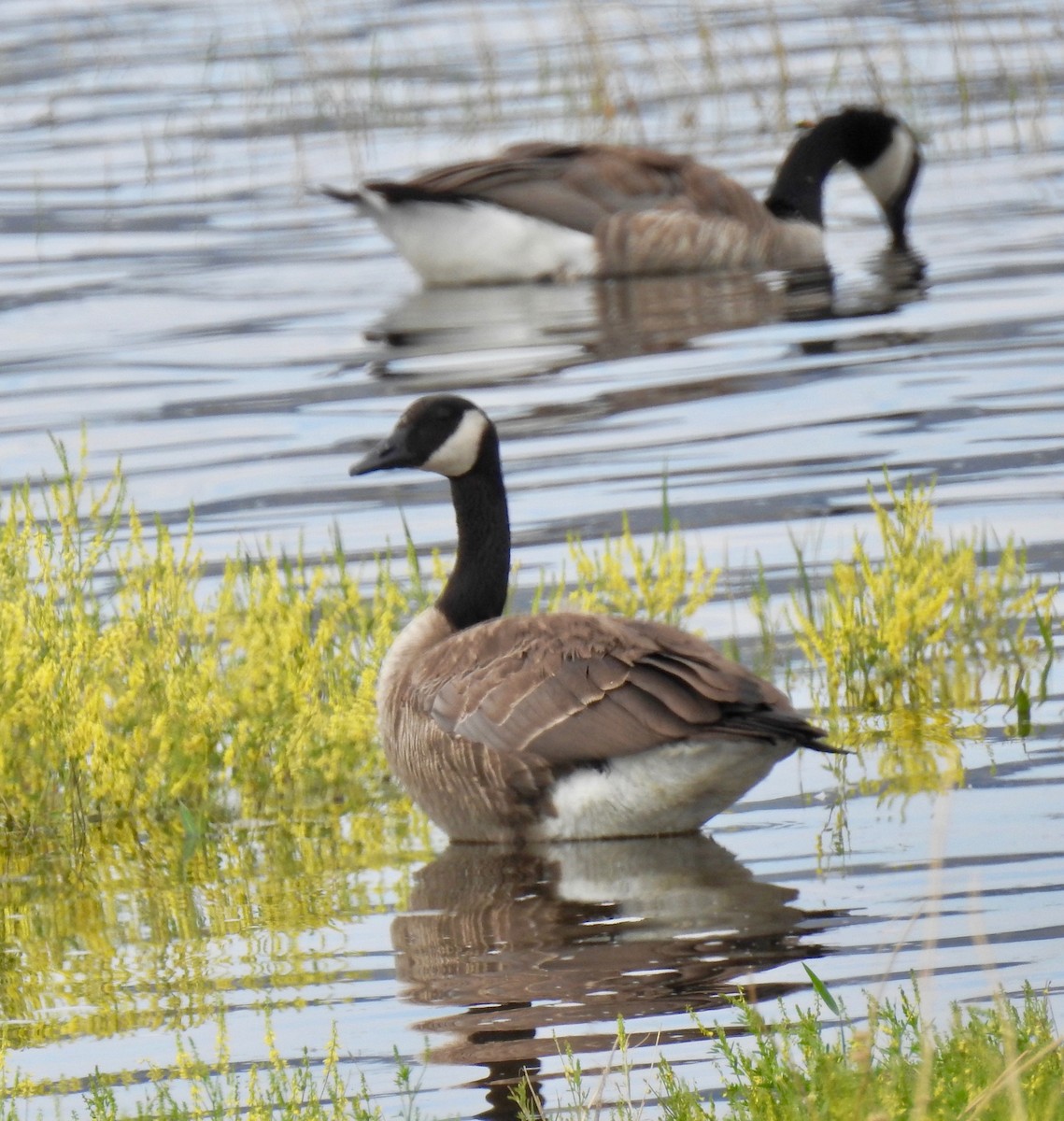 Canada Goose - ML63808131