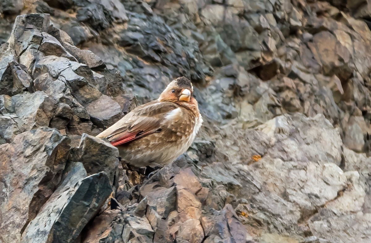 Crimson-winged Finch - ML638081325