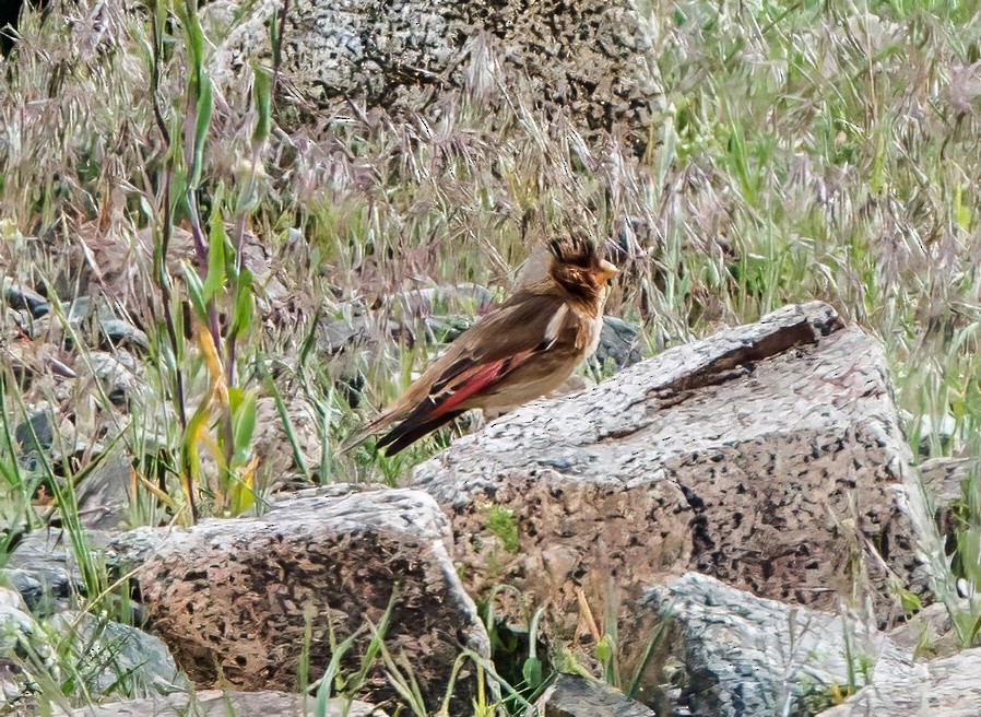 Crimson-winged Finch - ML638081326