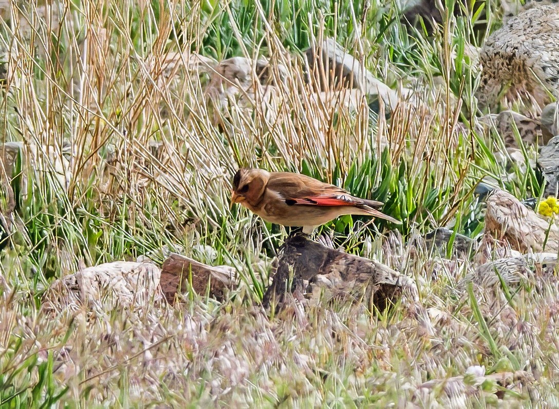 Crimson-winged Finch - ML638081327