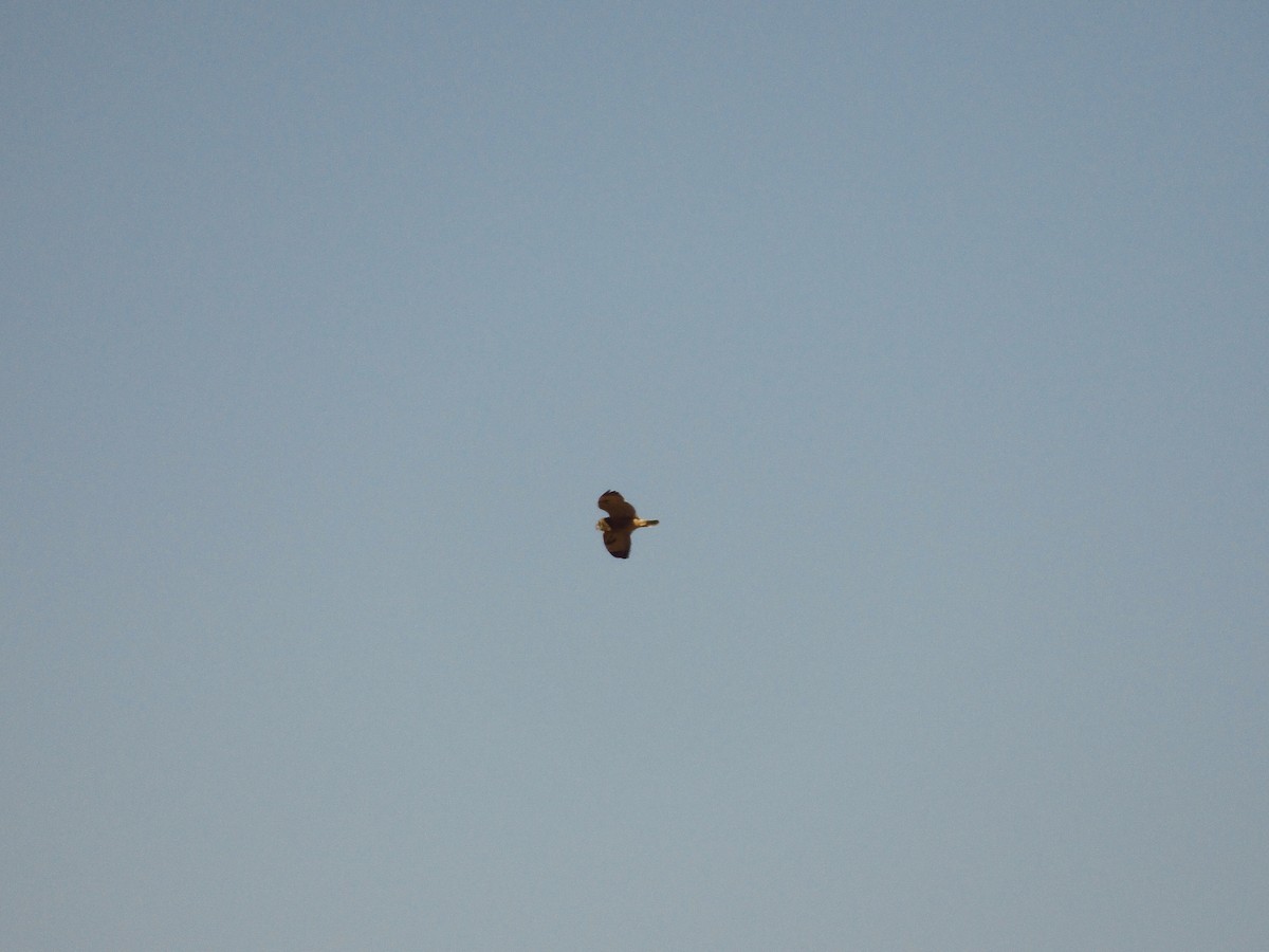 Short-eared Owl - ML638081336
