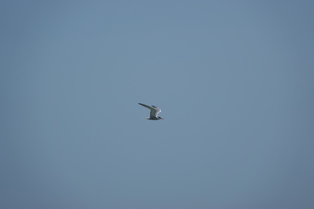 Common Tern - ML638081378