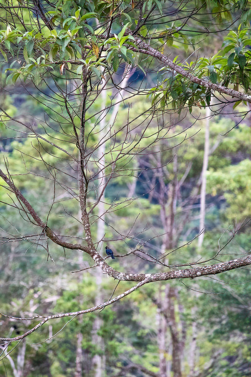 シコンヒワ - ML638081402