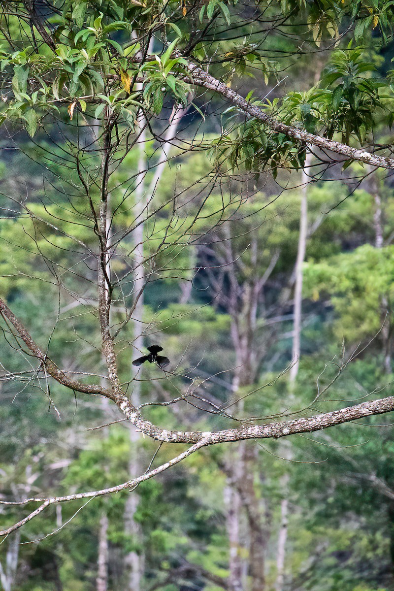 シコンヒワ - ML638081404