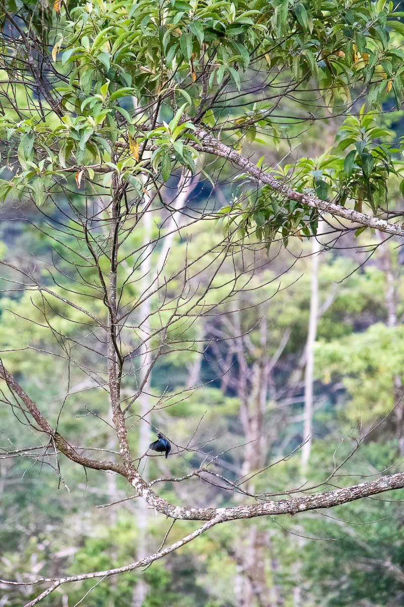 シコンヒワ - ML638081406