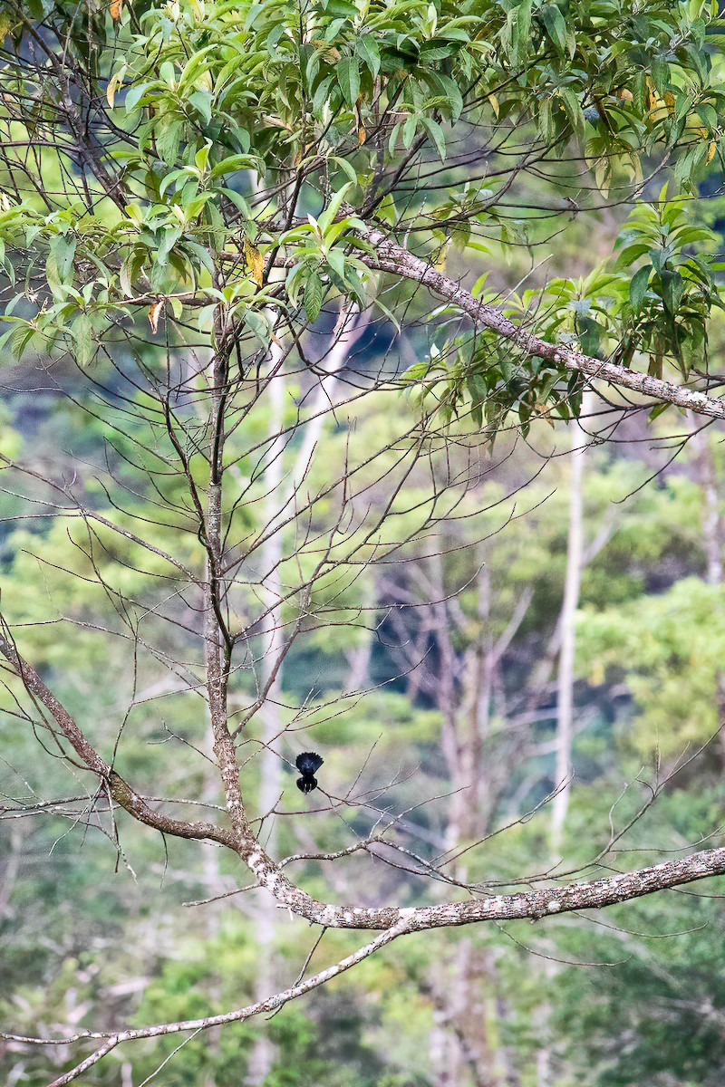 シコンヒワ - ML638081408