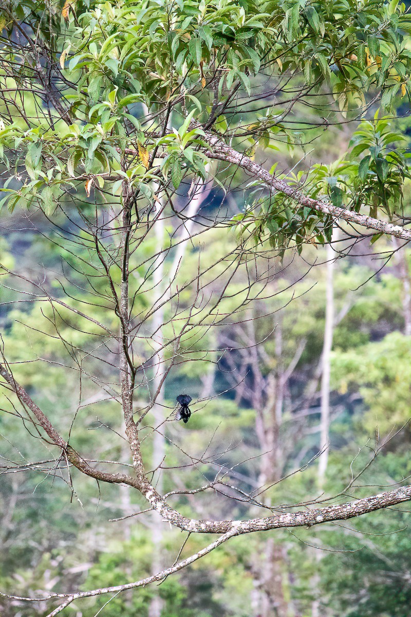 シコンヒワ - ML638081409