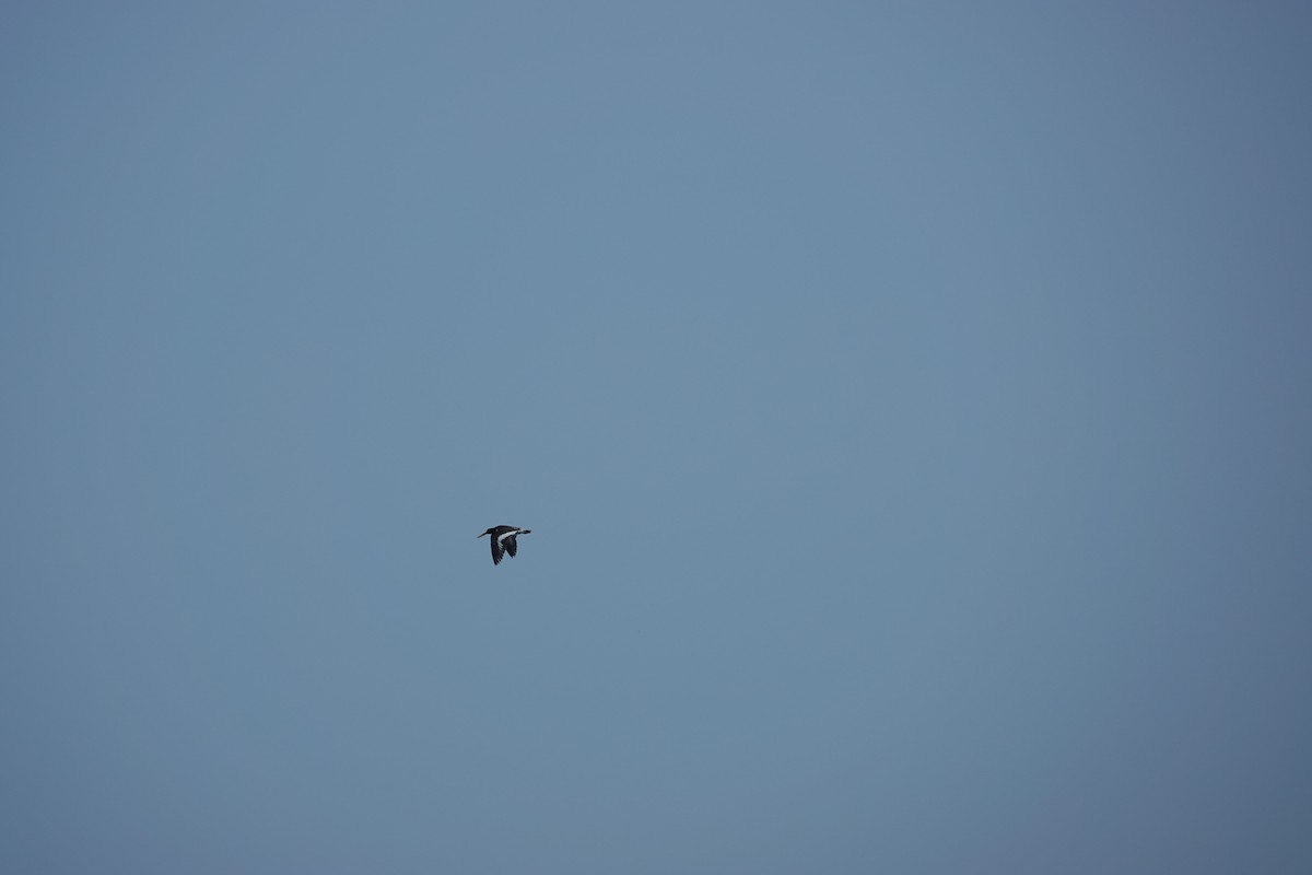 American Oystercatcher - ML638081488
