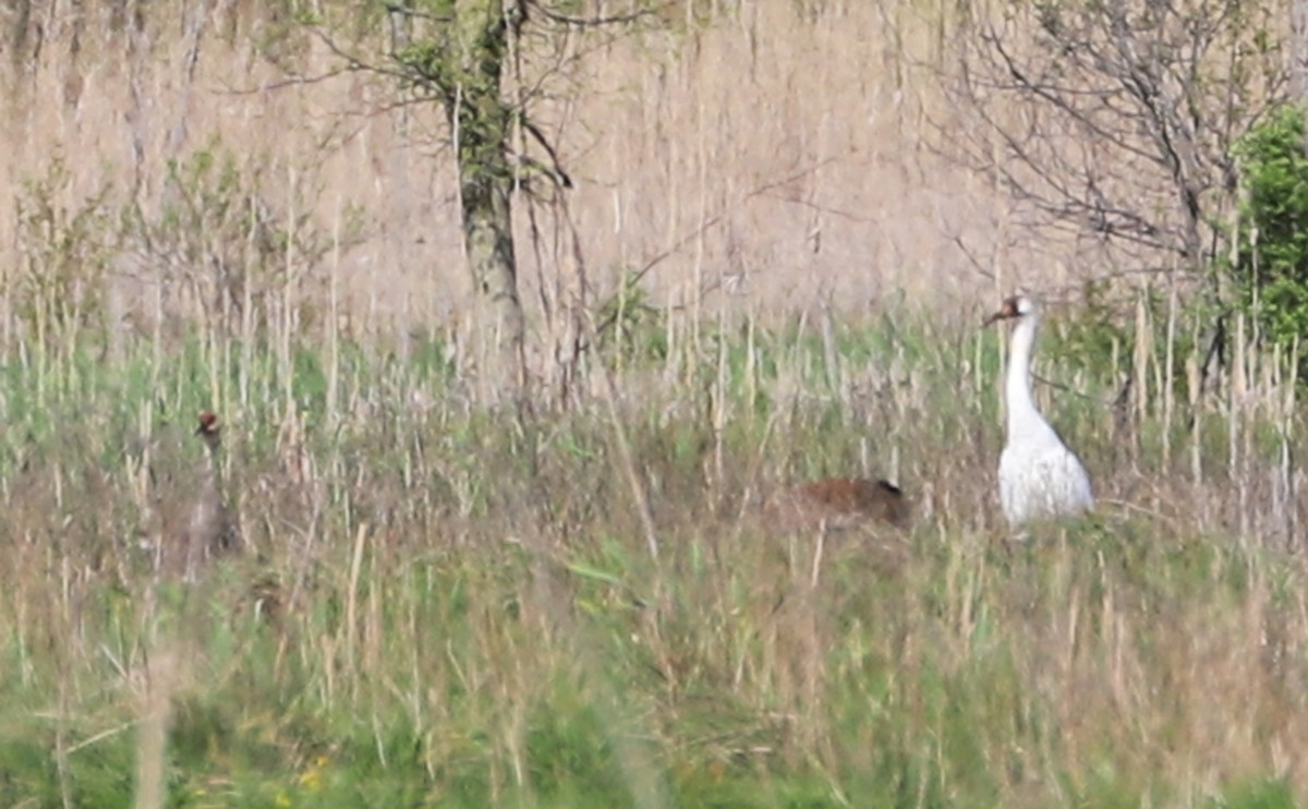 Whooping Crane - ML638081509
