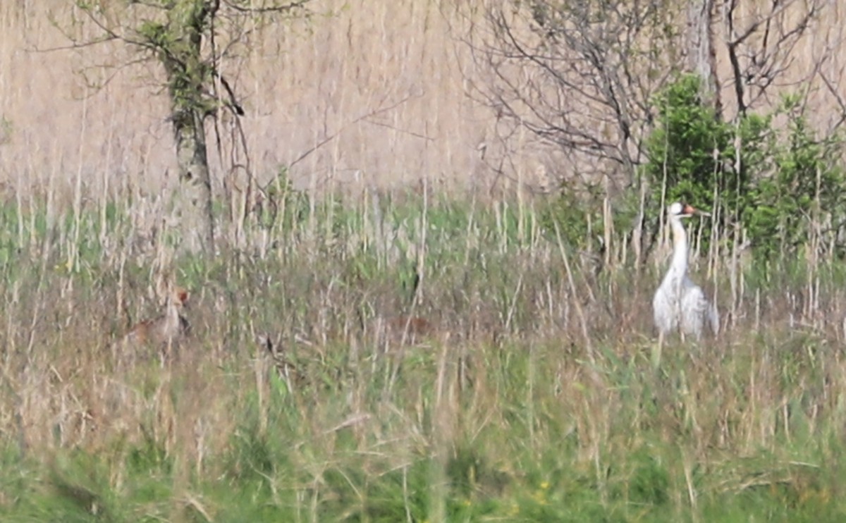 Whooping Crane - ML638081513