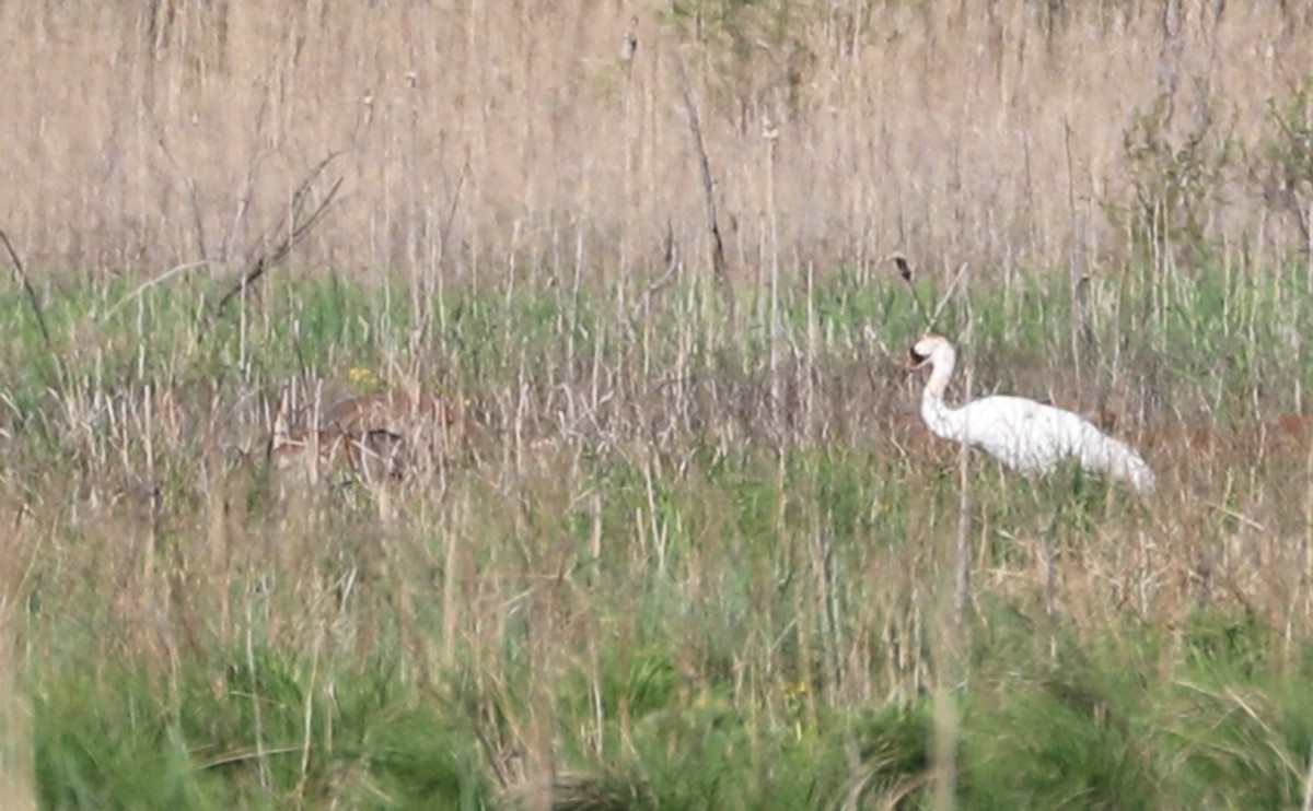 Whooping Crane - ML638081520