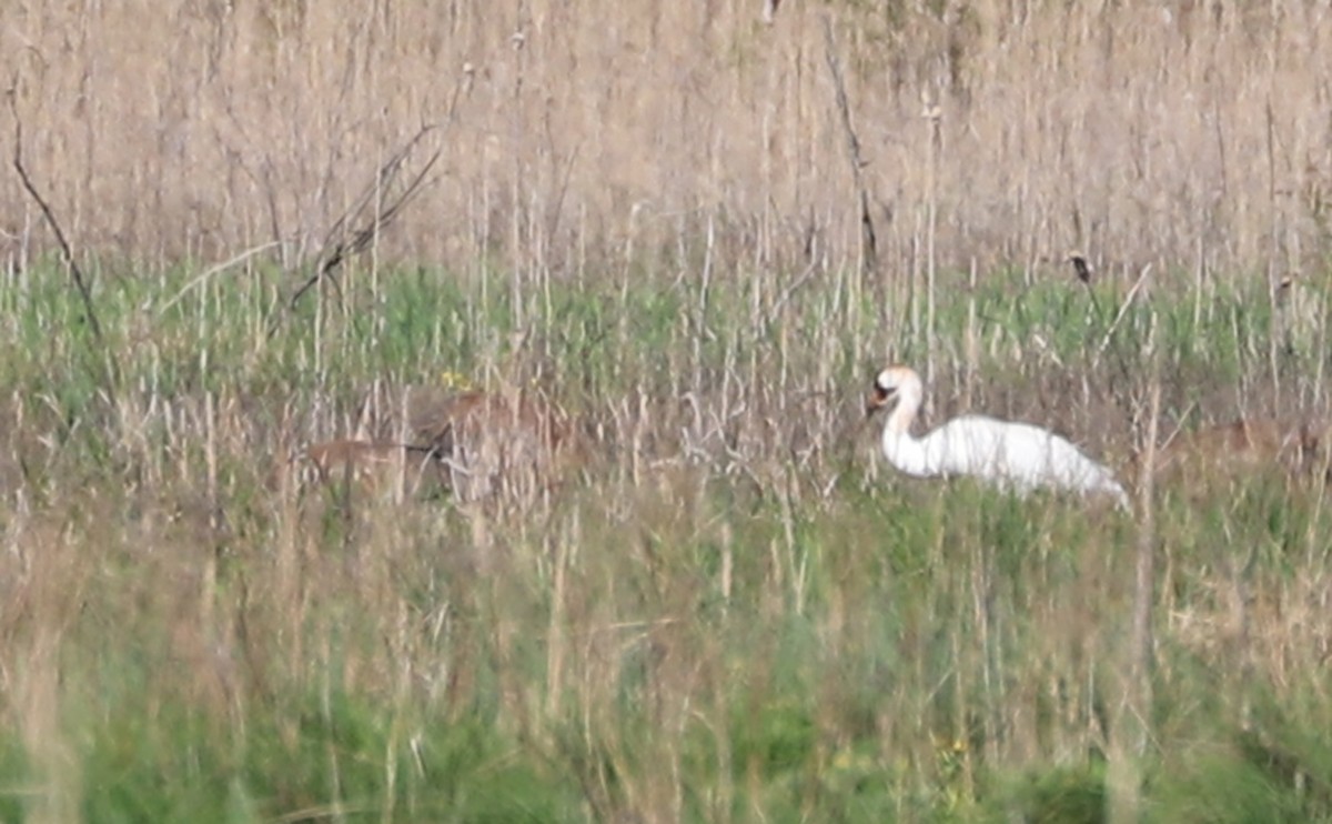 Whooping Crane - ML638081522