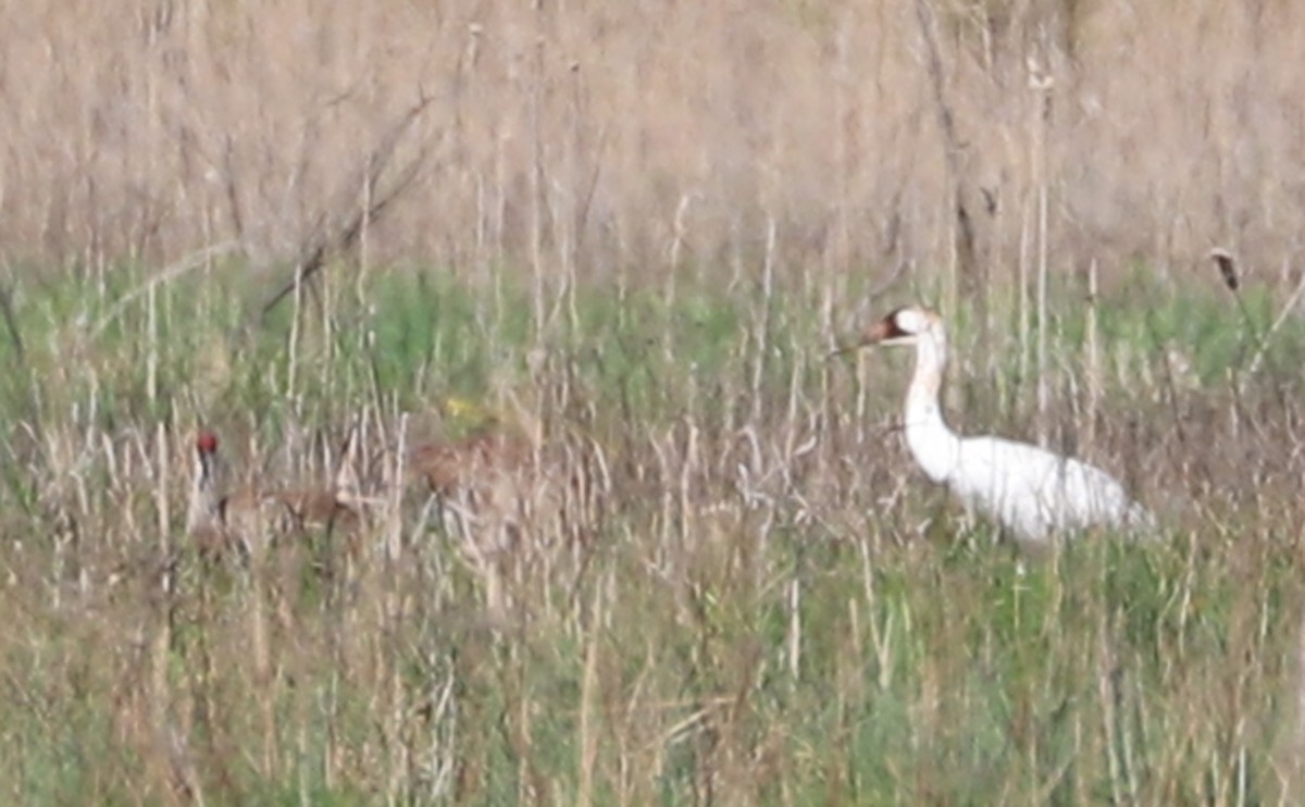 Whooping Crane - ML638081523