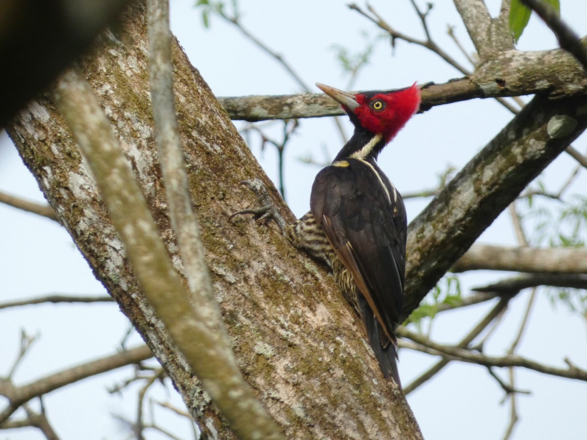 Pale-billed Woodpecker - ML638081572