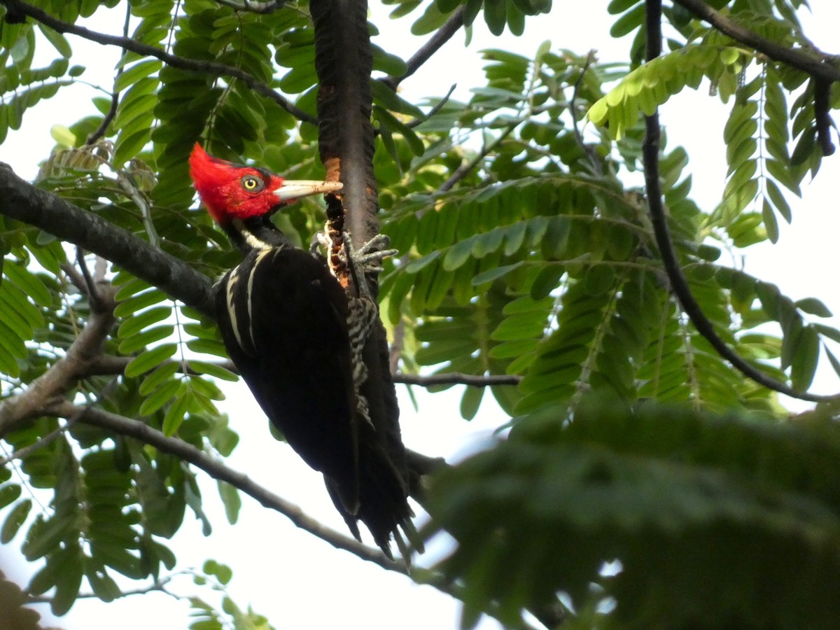 Pale-billed Woodpecker - ML638081573