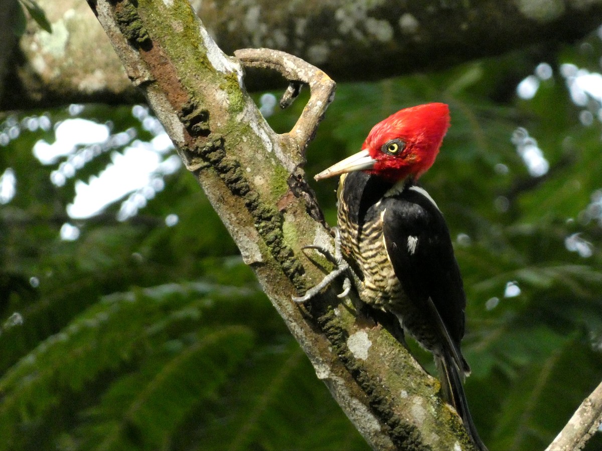 Pale-billed Woodpecker - ML638081574