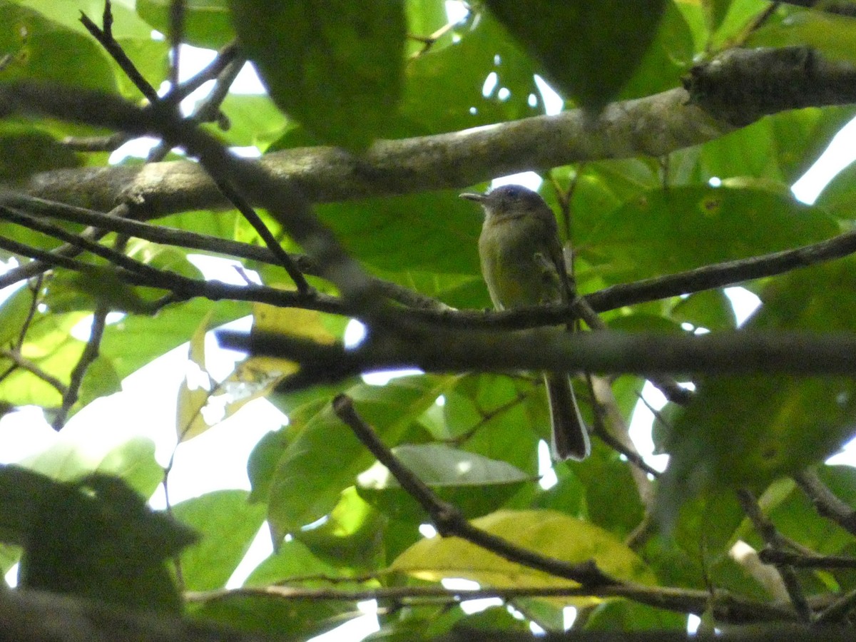 Sepia-capped Flycatcher - ML638081632