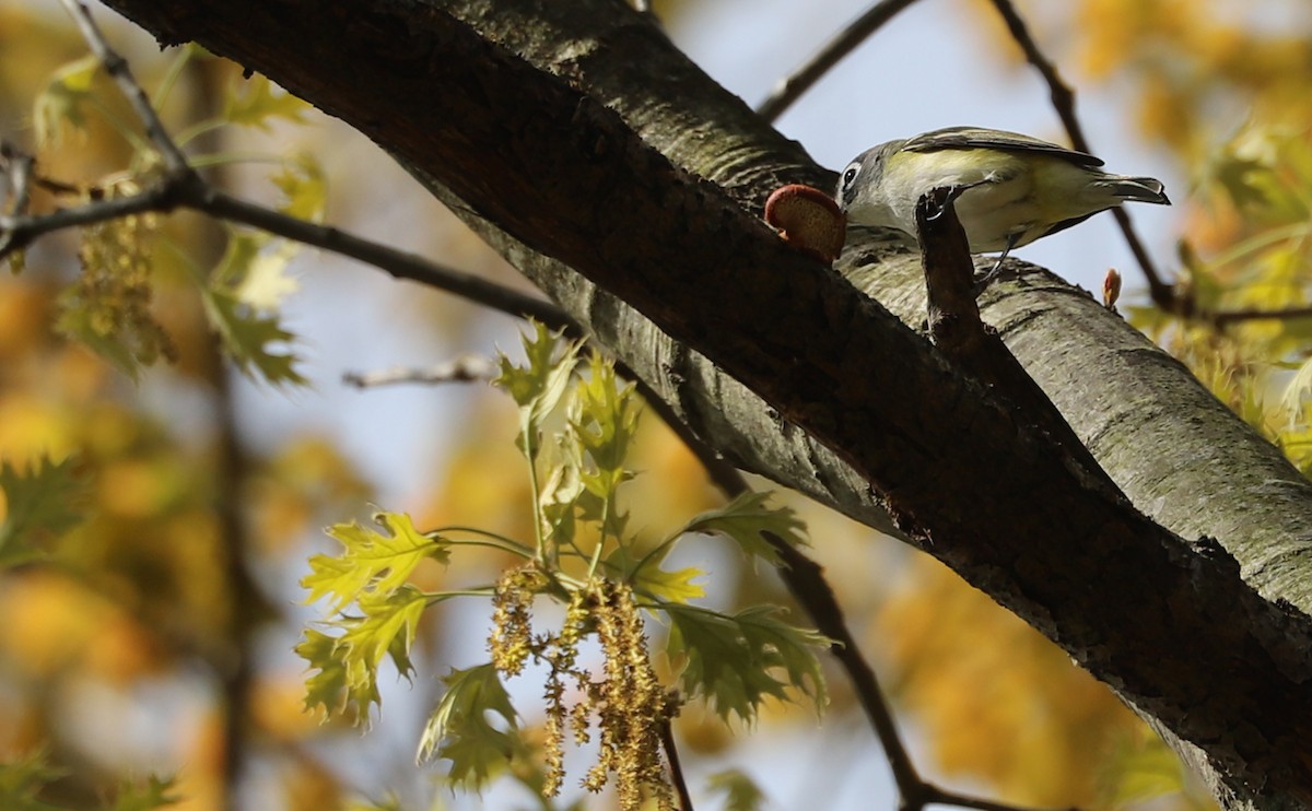 Graukopfvireo - ML638081688