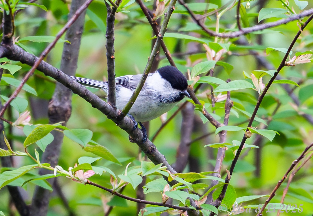 Willow Tit (Willow) - ML638081705