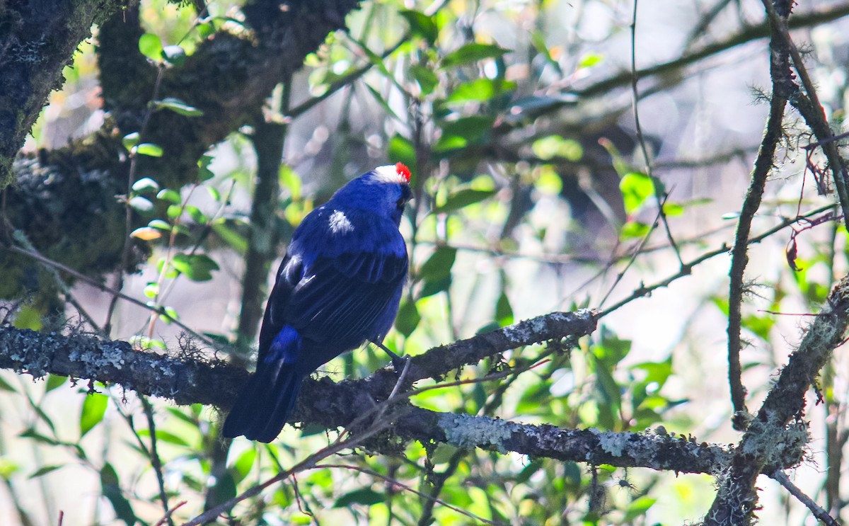 Diademed Tanager - ML638081725