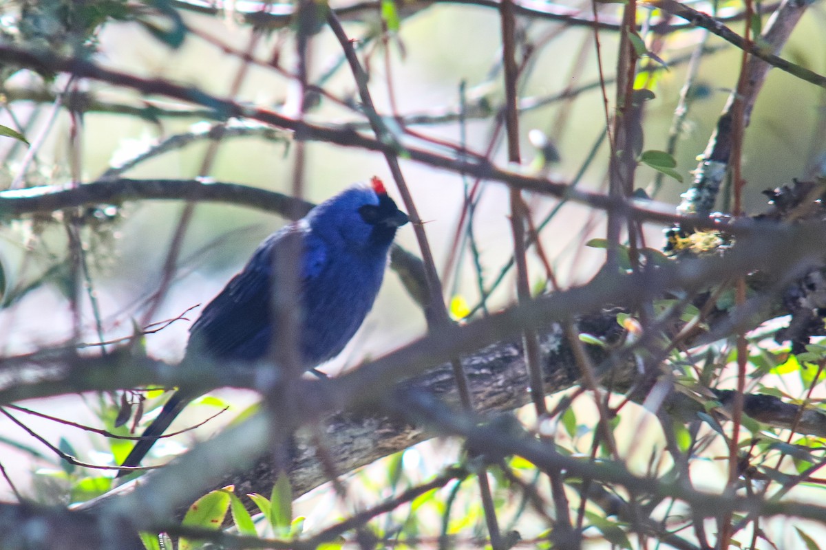 Diademed Tanager - ML638081726