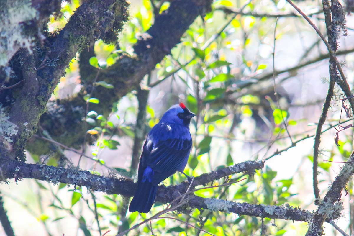 Diademed Tanager - ML638081727