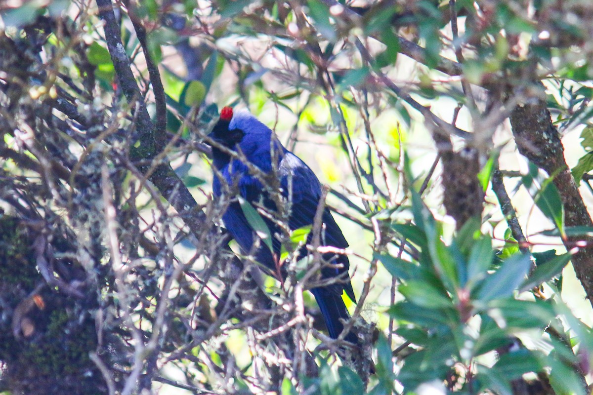 Diademed Tanager - ML638081728