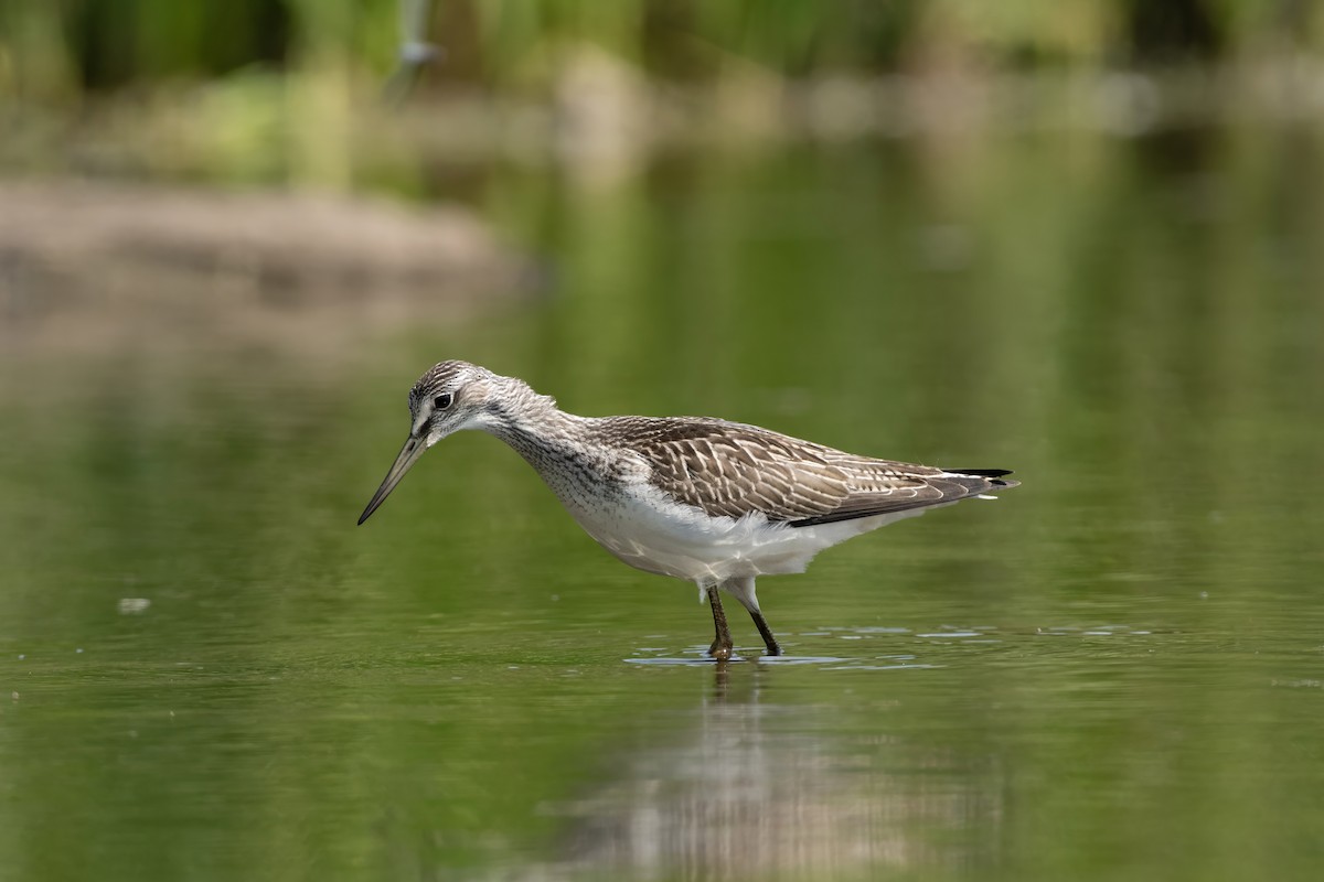 Common Greenshank - ML638081736