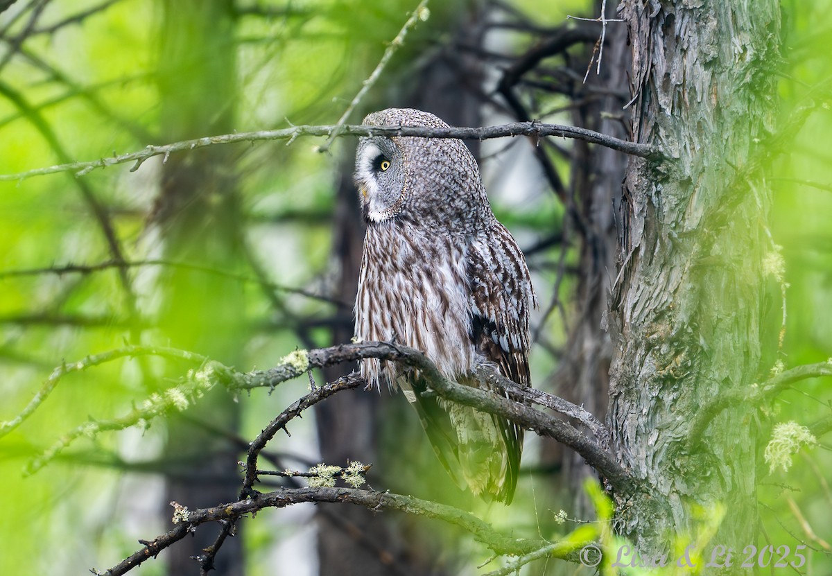 Great Gray Owl (Lapland) - ML638081746