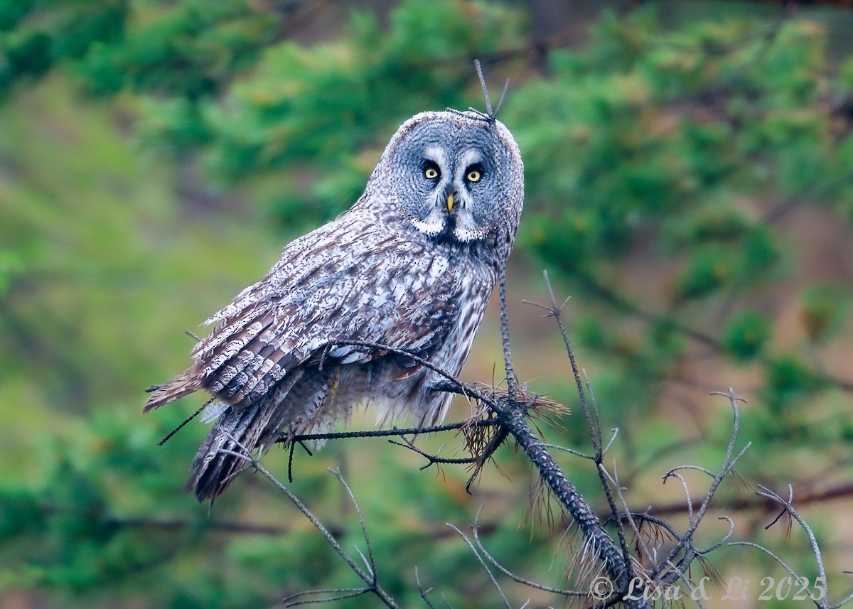Great Gray Owl (Lapland) - ML638081747
