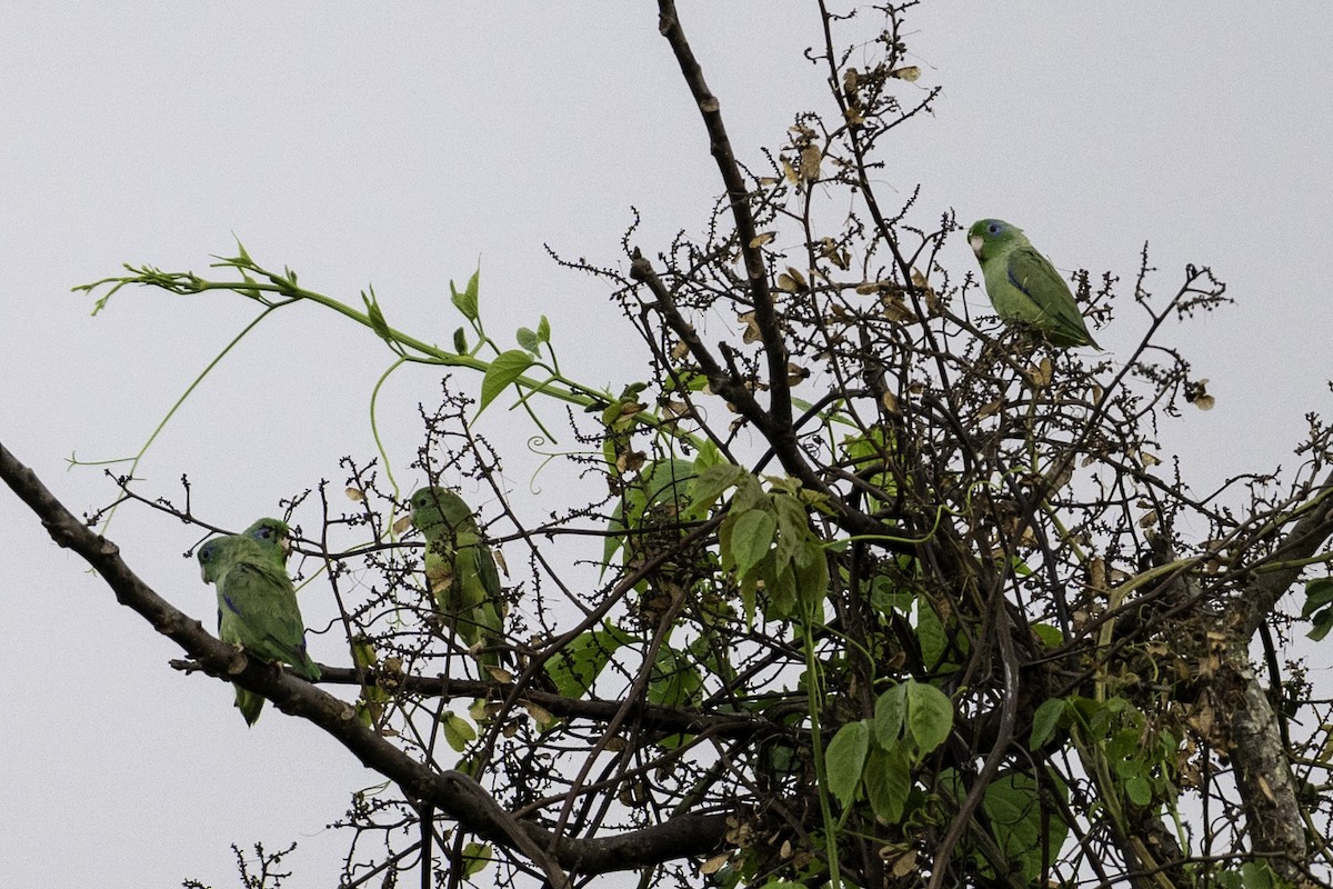 Spectacled Parrotlet - ML638081765