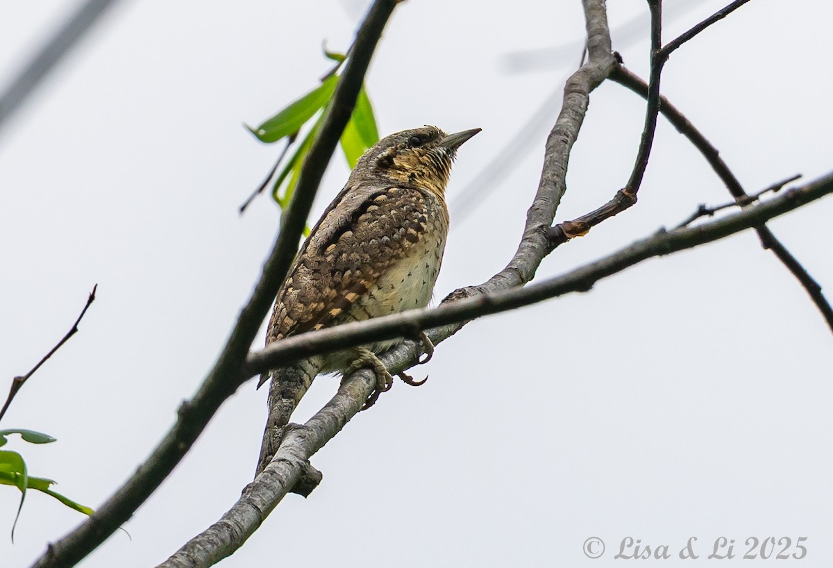 Eurasian Wryneck - ML638081777