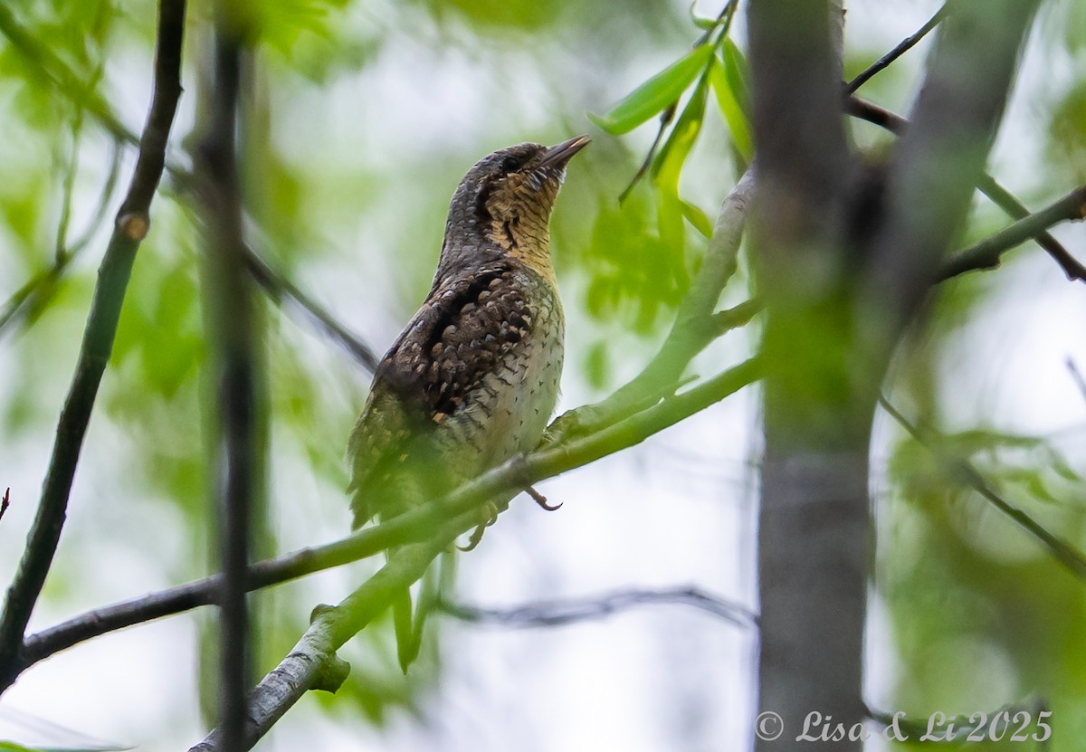 Eurasian Wryneck - ML638081778