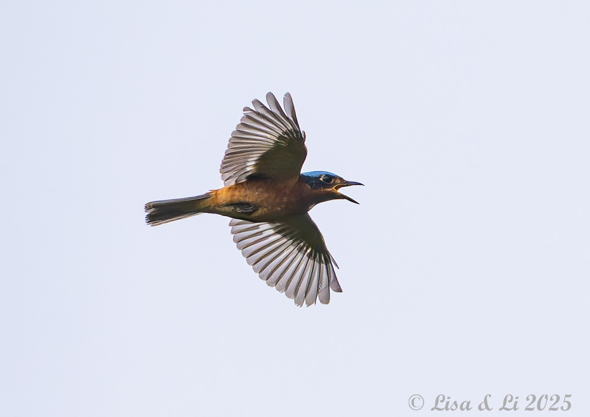 White-throated Rock-Thrush - ML638081786