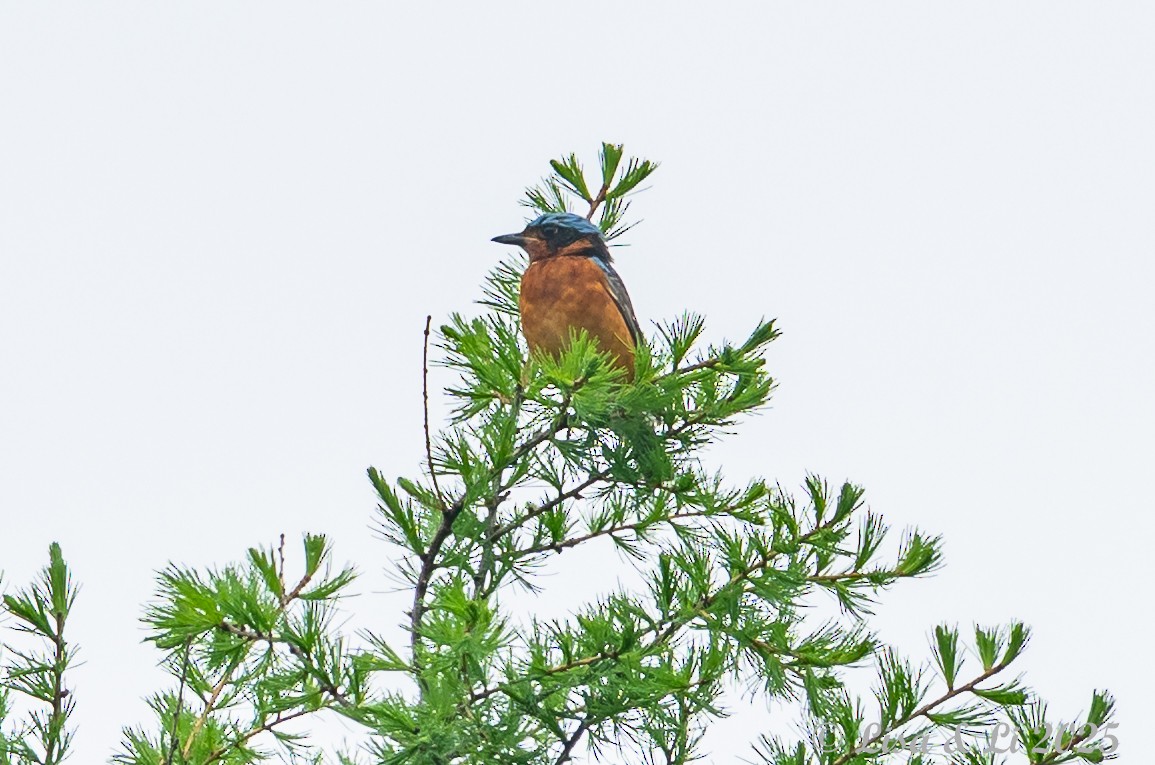 White-throated Rock-Thrush - ML638081787