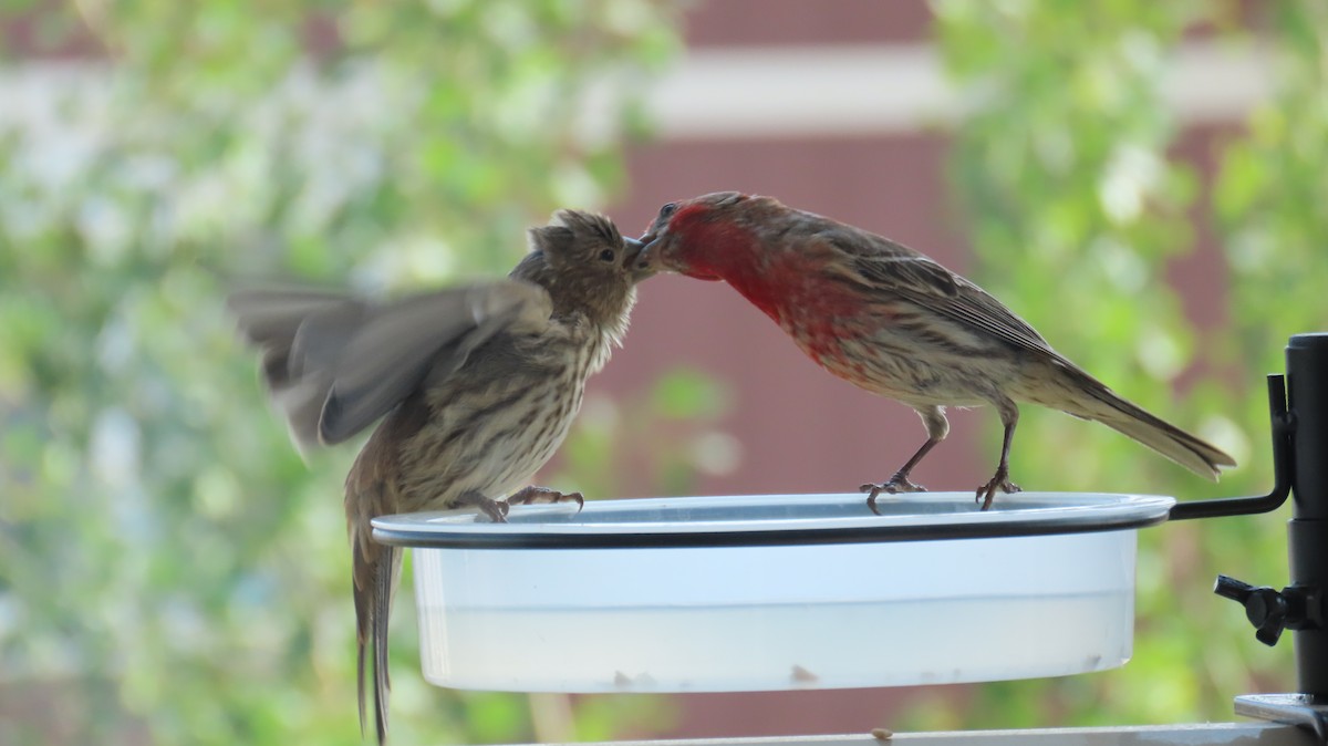 House/Purple Finch - ML638081795