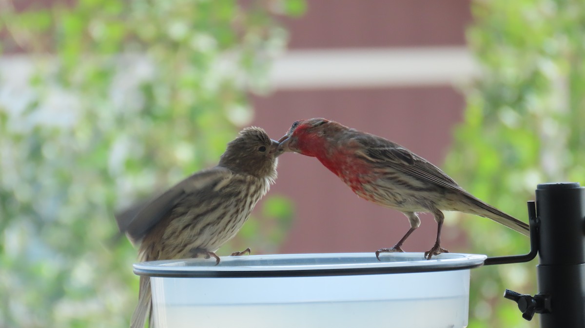 House/Purple Finch - ML638081796
