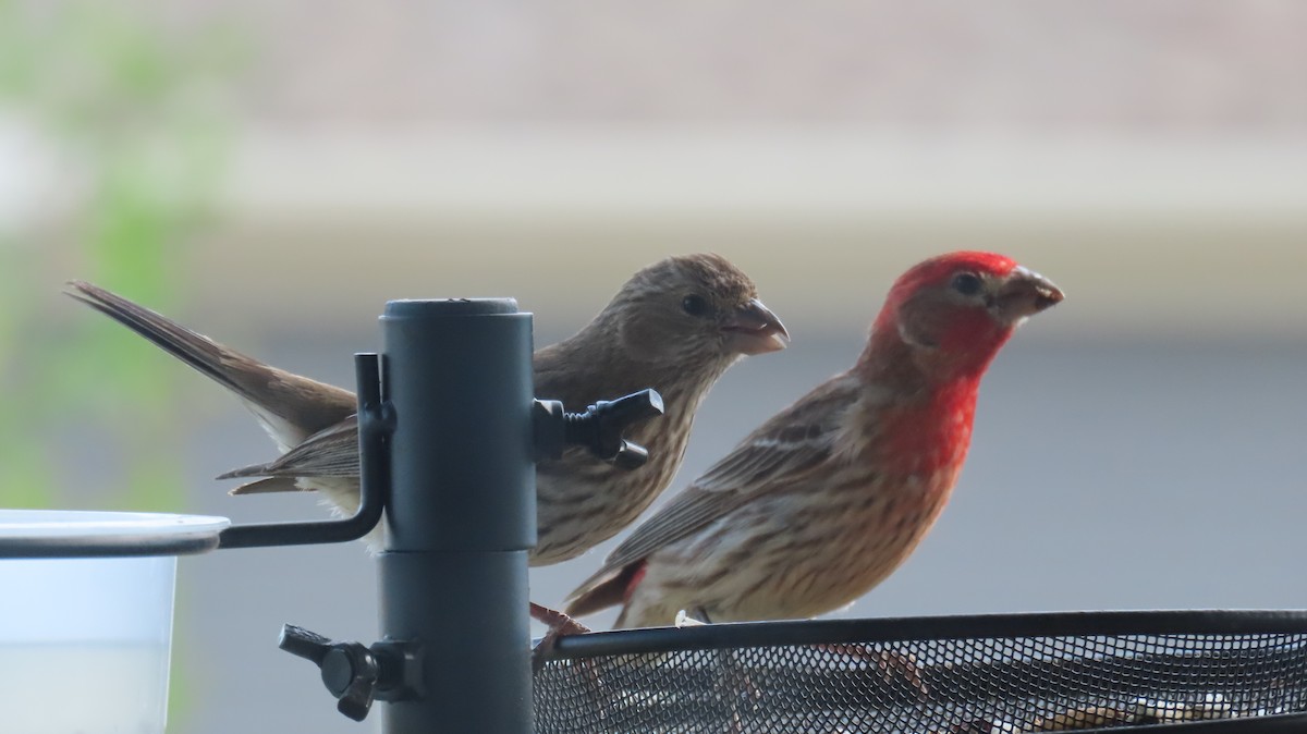 House/Purple Finch - ML638081798