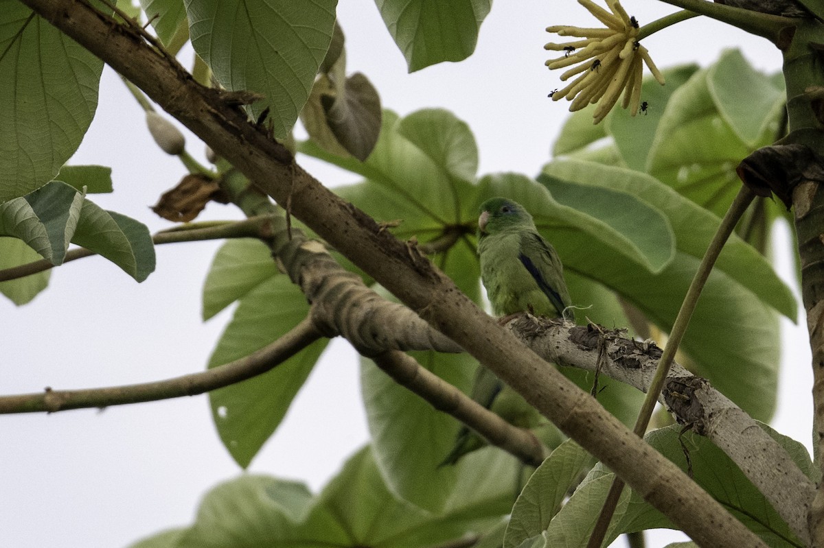 Spectacled Parrotlet - ML638081800