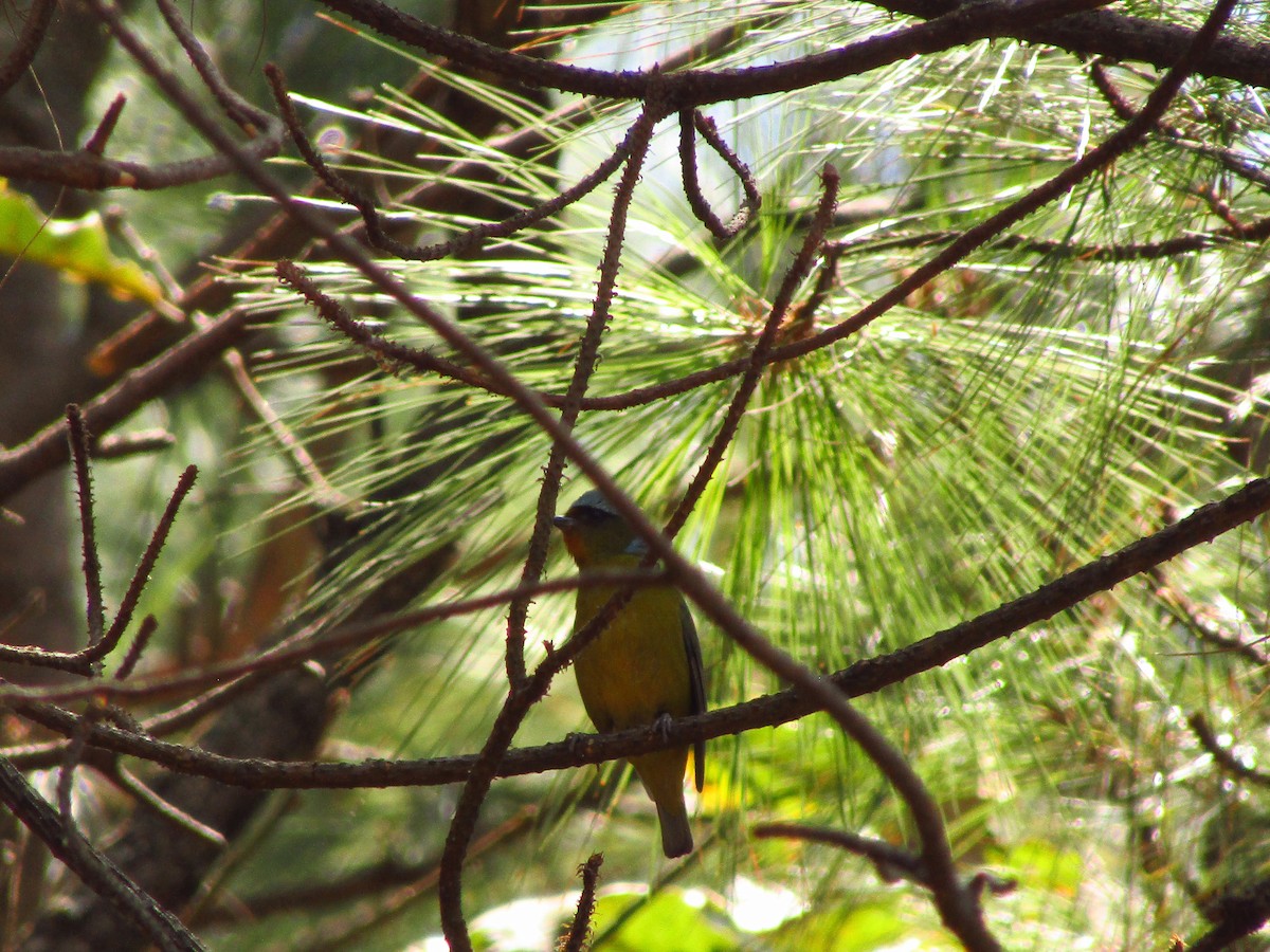 Elegant Euphonia - ML638081804