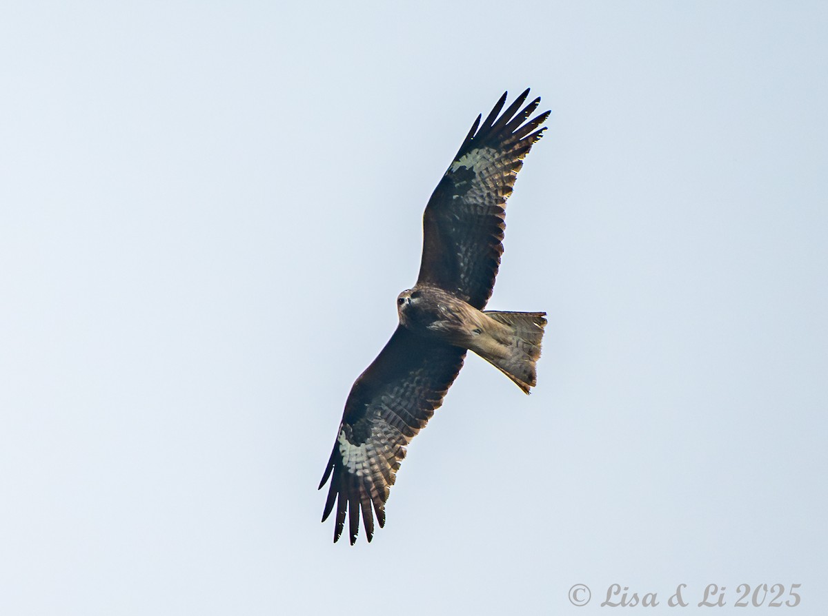 Black Kite (Black-eared) - ML638081808