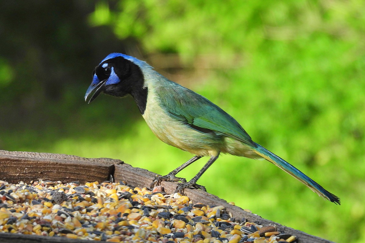 Green Jay - ML638081822
