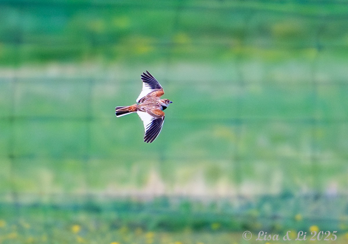 Mongolian Lark - ML638081845