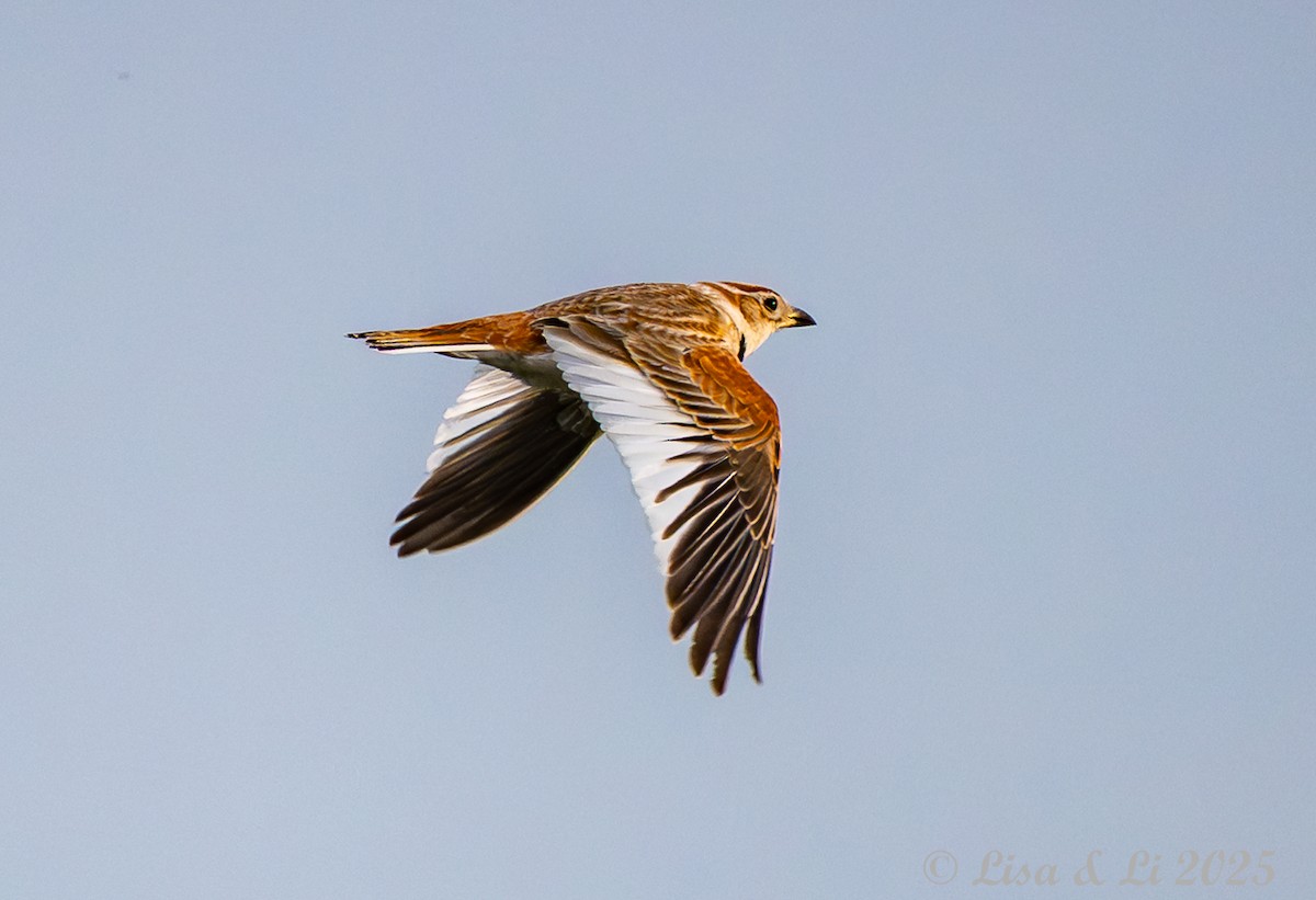Mongolian Lark - ML638081847