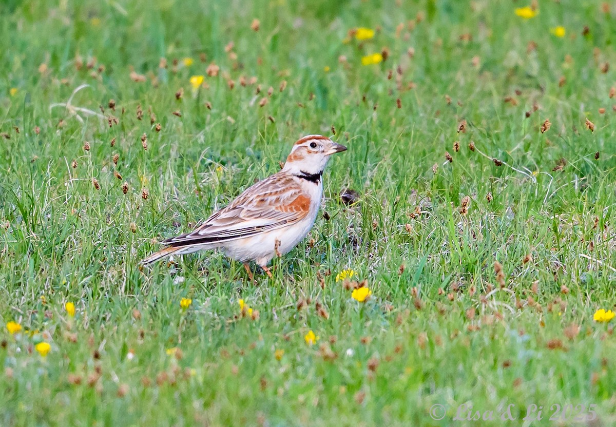 Mongolian Lark - ML638081848