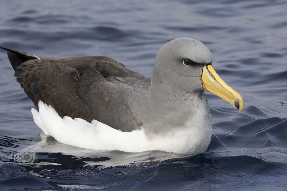 Chatham Albatross - ML638081862