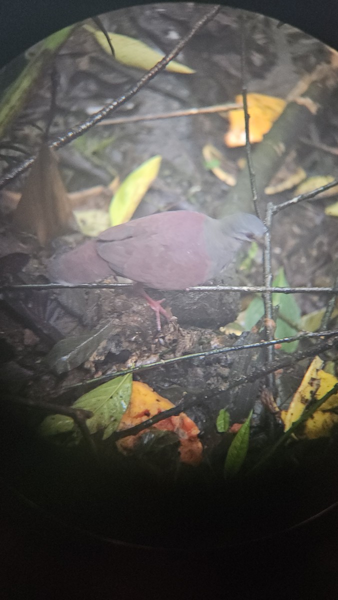 Buff-fronted Quail-Dove - ML638081865