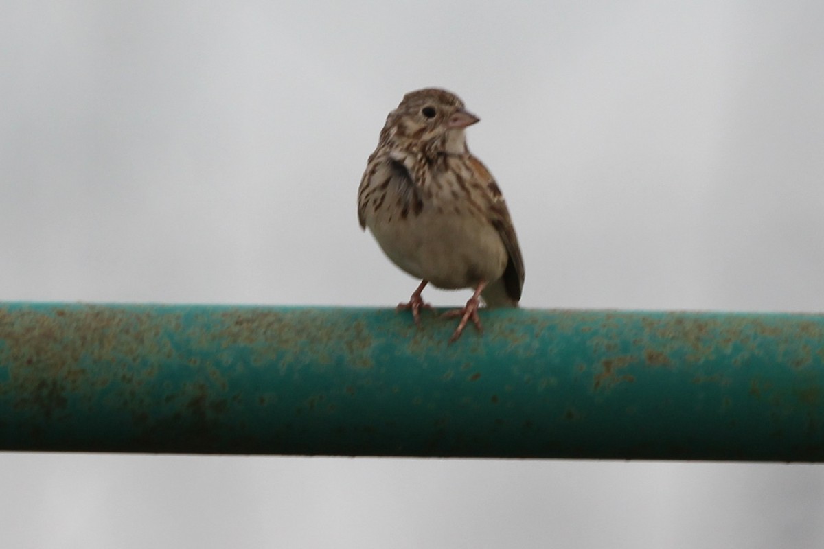 Vesper Sparrow - ML638081879